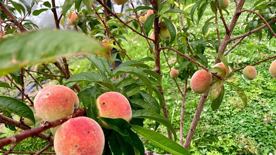 Ripe peaches, their fuzzy skin and warm, inviting tones, bask in the sunlight as they grow on a tree, promising a burst of flavour