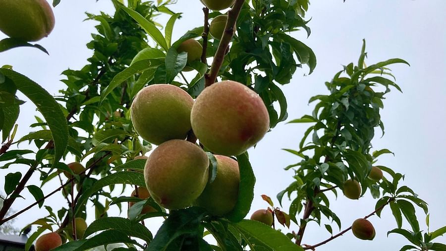 A branch laden with plump peaches, their fuzzy skin and warm tones hinting at their sweetness, growing abundantly in the summer sunlight