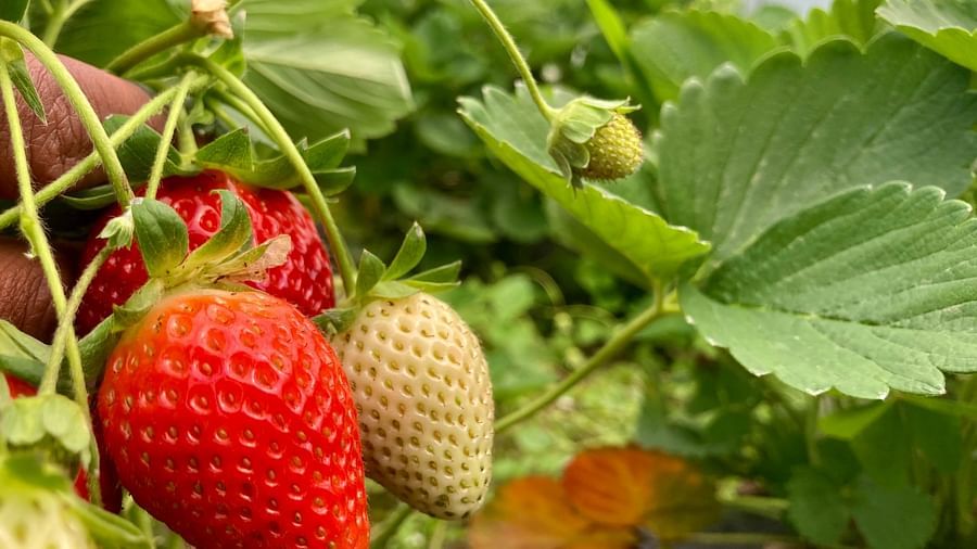 A close-up shot capturing the vibrant red hues and delicate texture of ripe strawberries nestled amongst their green foliage, showcasing the freshness of homegrown produce