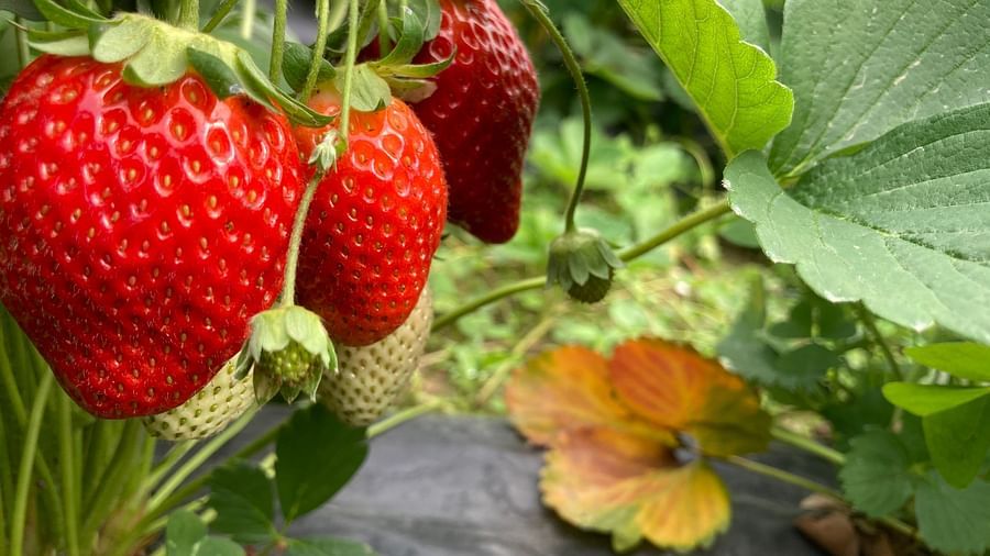 A close-up of ripe, juicy strawberries, their vibrant red color contrasting with the lush green foliage, evoking the taste of summer and the bounty of nature