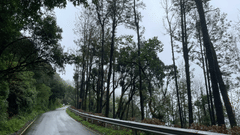 An empty road with trees on the right and a hill on the left side