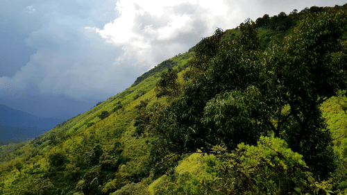 An image of a hill with rolling grass, trees growing on top of the hill and white clouds in the background