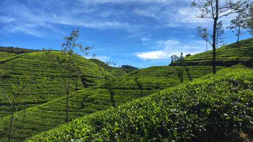 A view from afar of a tea estate in rolling hills with blue sky and small trees in view.