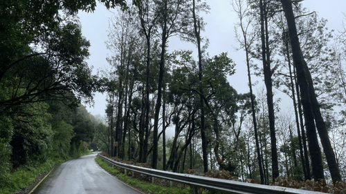 An empty road with trees on the right and a hill on the left side