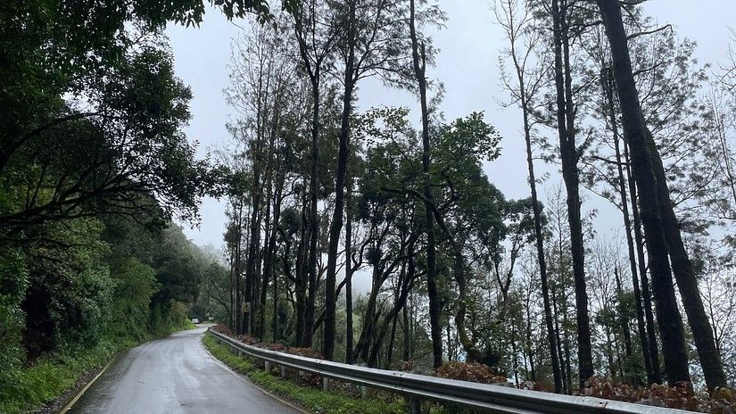 A wet road on a hill surrounded by tall trees