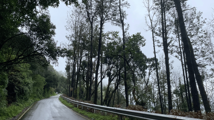 A mist-covered asphalt road surrounded by tall trees during a scenic Bangalore to Chikmagalur road trip.
