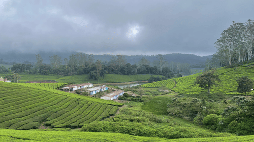 A valley of tea plantations with scattered houses under cloudy weather.