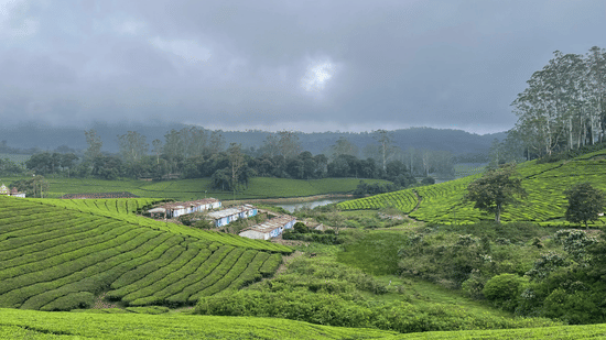 A valley of tea plantations with scattered houses under cloudy weather.