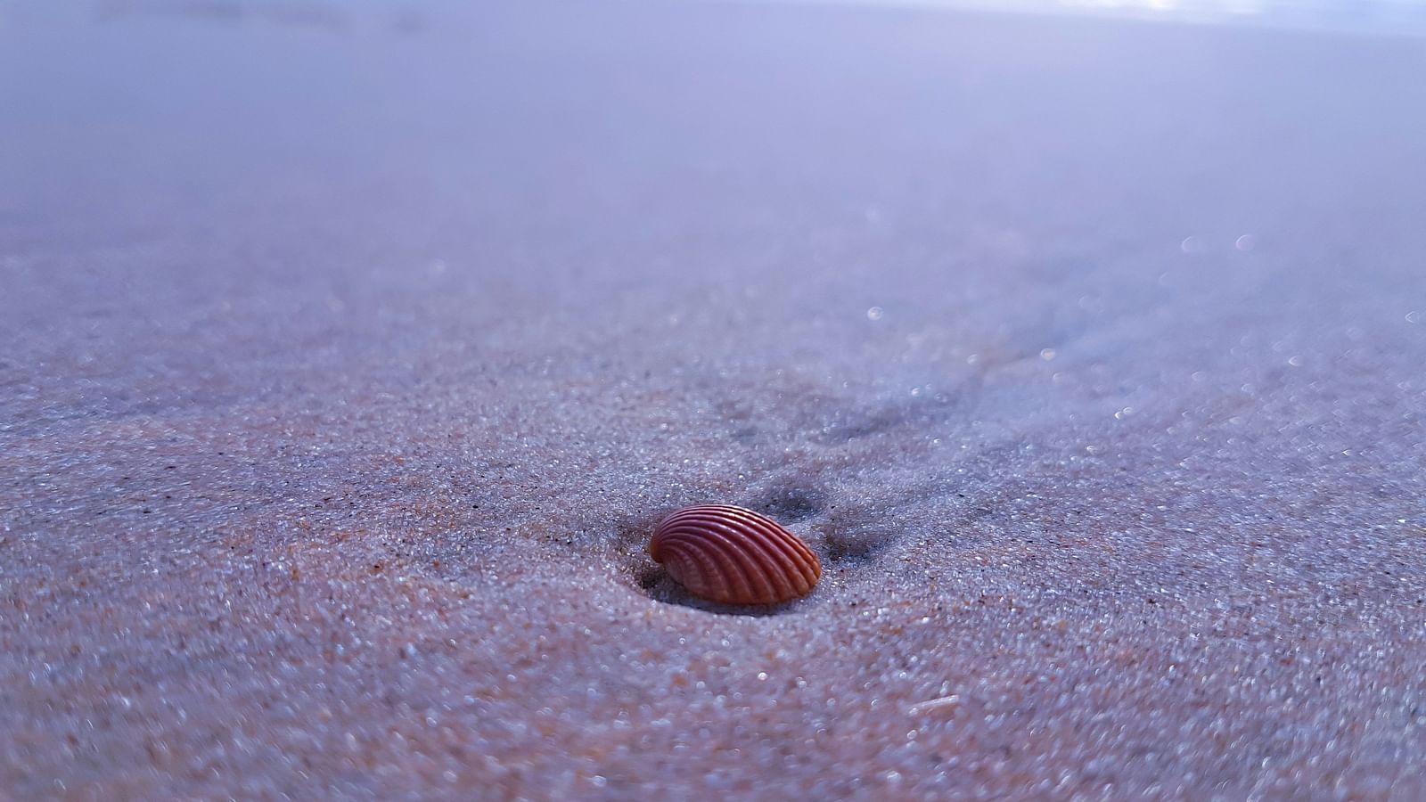 A close up shot of a red clam found on Mobor Beach in Goa 