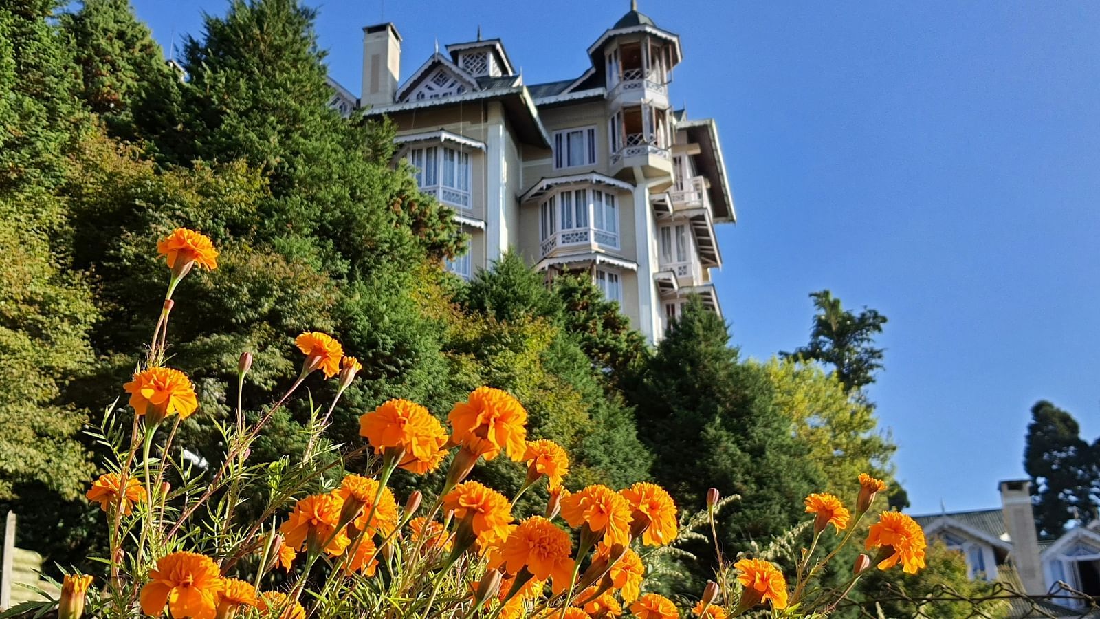 Bright orange marigolds blooming in the garden at Cedar Inn, Darjeeling, with the hotel’s exterior in the background.