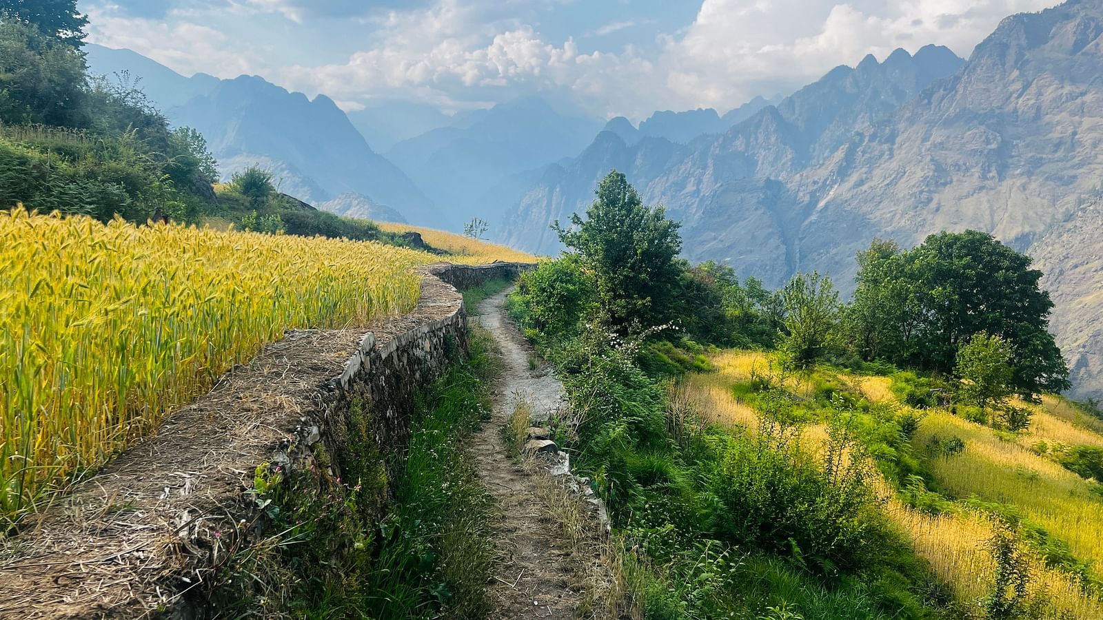 Scenic view of a mountain path bordered by lush crops under a clear blue sky  | Faraway Cottages, Auli