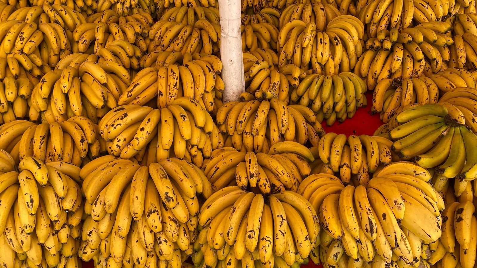 Bunches of ripe bananas hanging at a market stall, arranged in neat clusters.