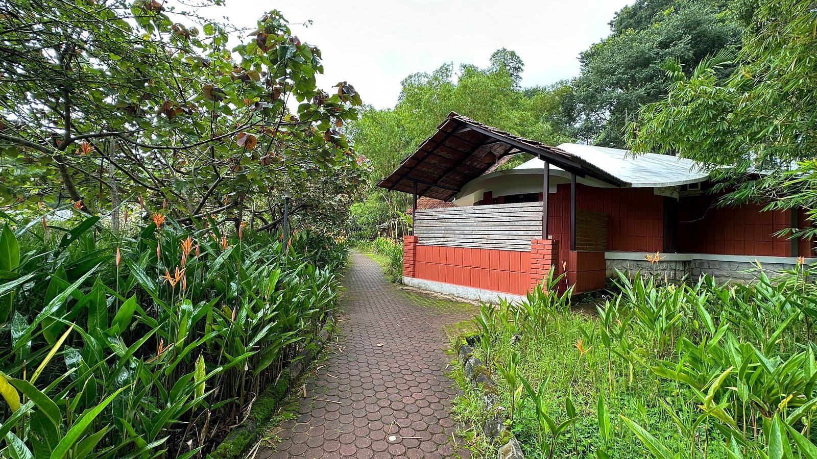 a pathway leading to a cottage with tall grass on both sides of the path - Kadkani River Resort, Coorg