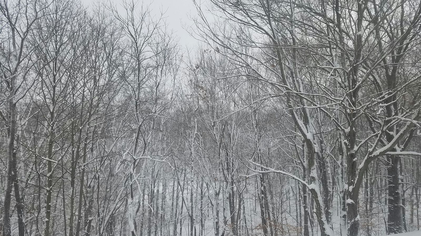 Snow-covered trees with thick layers of snow on branches.