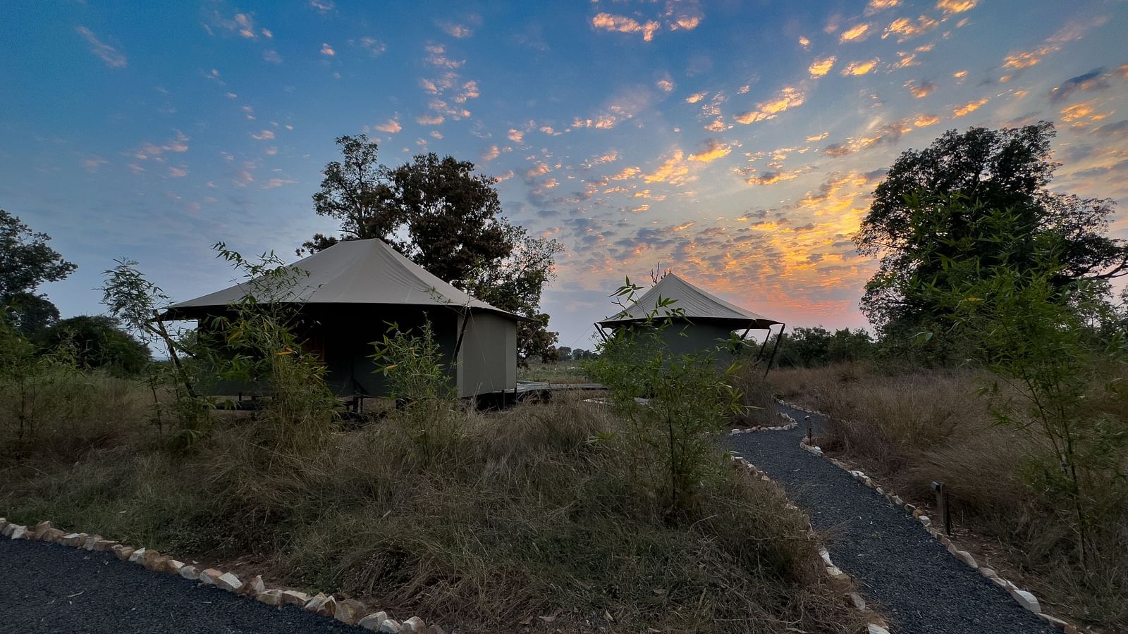 Facade view of the twin tents at Trees N Tigers, Tadoba.