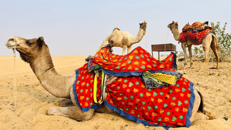 Camels adorned in vibrant blankets resting in the Jaisalmer desert.