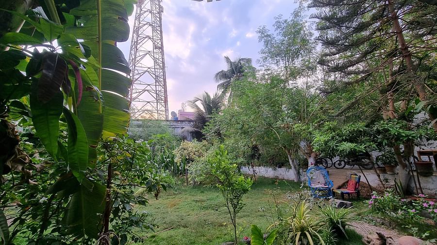 A beautiful landscape of the garden area at the Dream Vision Guest House surrounded by various plants and trees.
