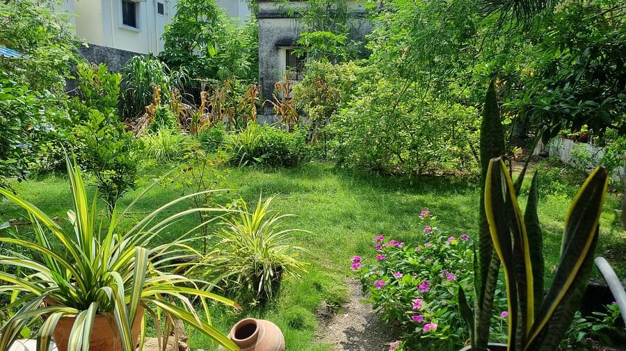 Close up shot of the garden area with several neatly trimmed plants at Dream Vision Guest House.