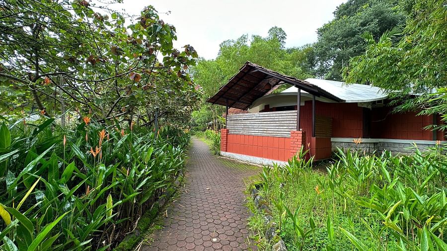 a pathway leading to a cottage with tall grass on both sides of the path - Kadkani River Resort, Coorg