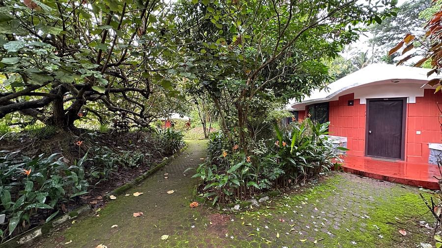 pathways leading to cottages covered with trees and grass - Kadkani River Resort, Coorg