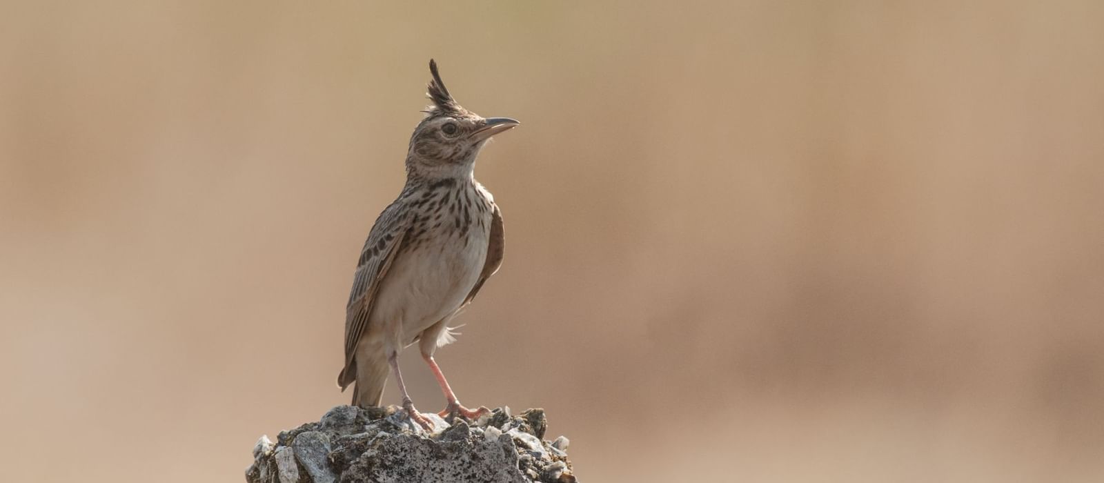 A crested lark perched on a rock with blurred background.