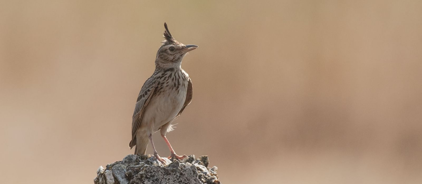 Malabar Lark 1