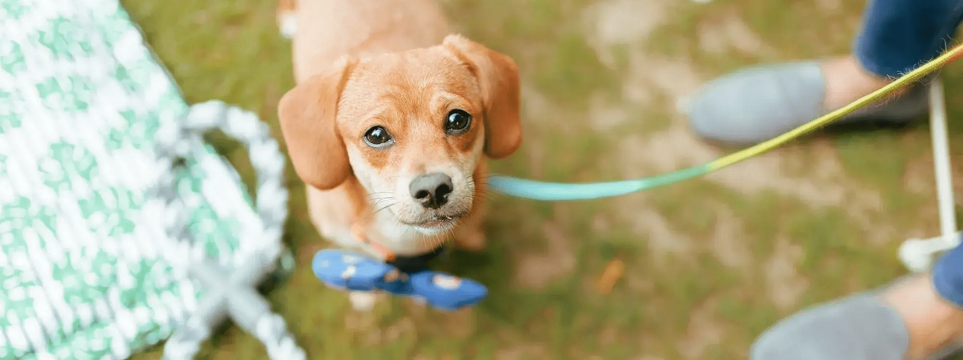 Small brown puppy on a leash walking on grass at Karma Chalets.