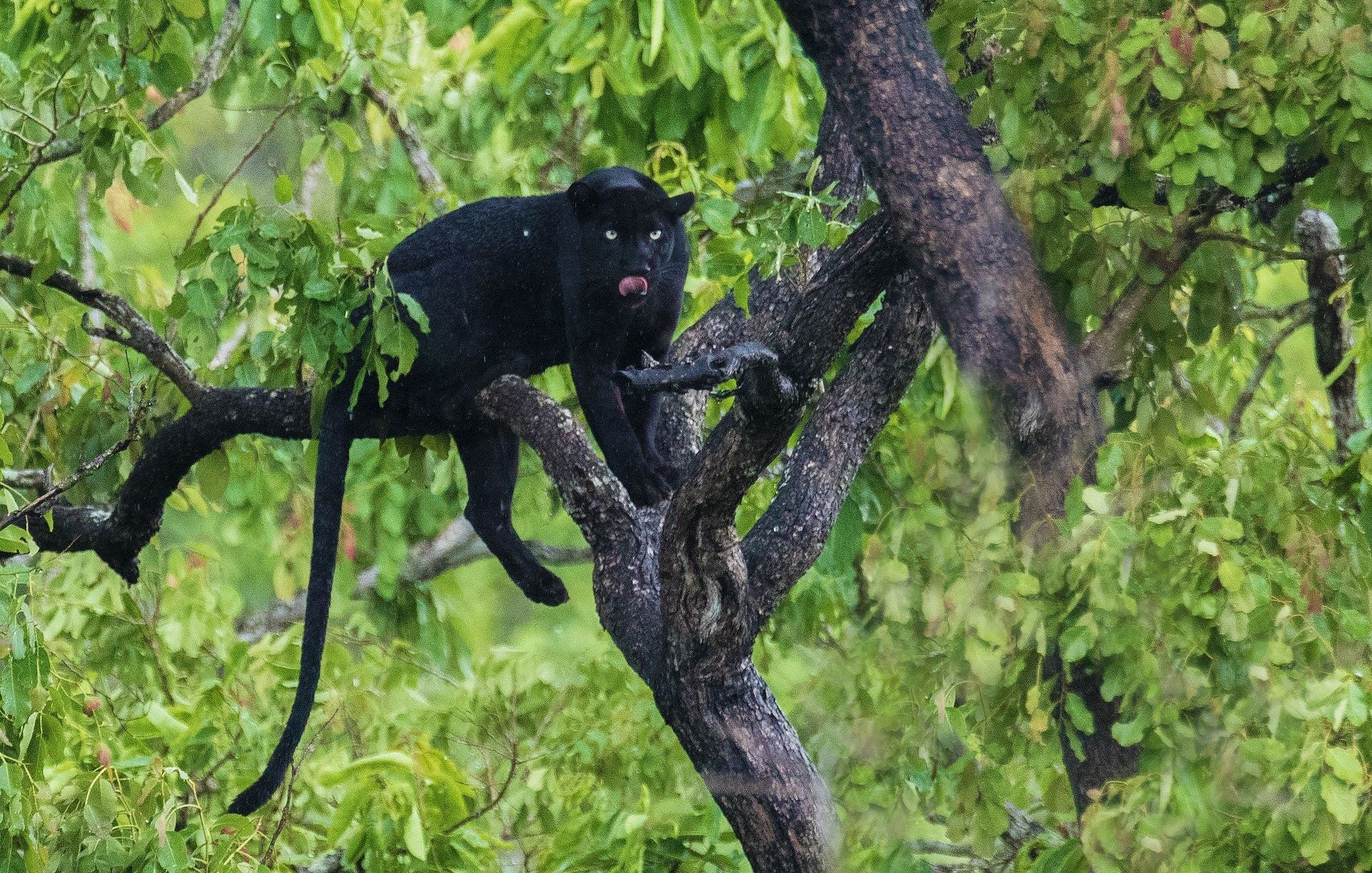 blackpanther2
