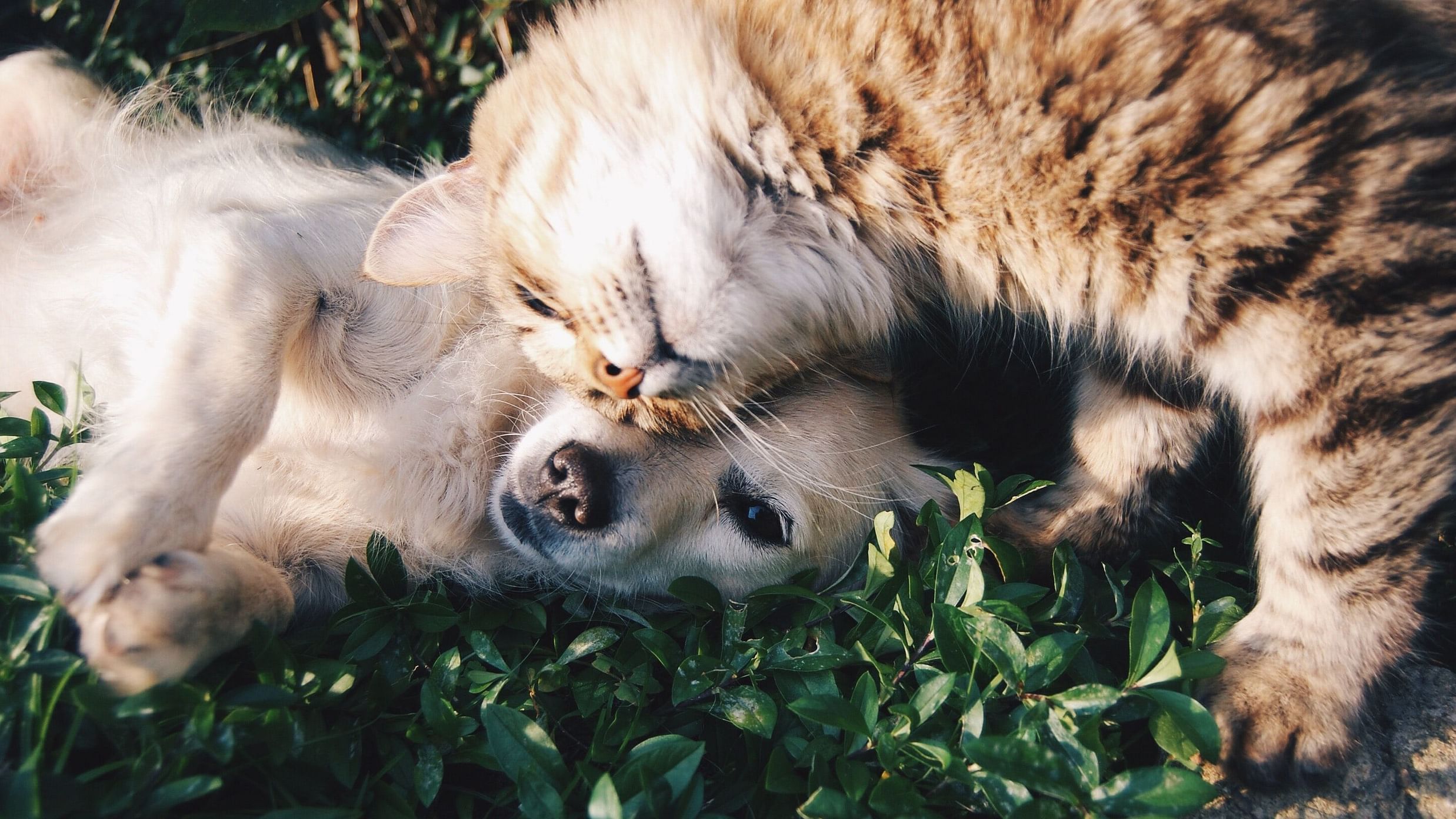 A close up shot of a cat and dog embracing  each other.