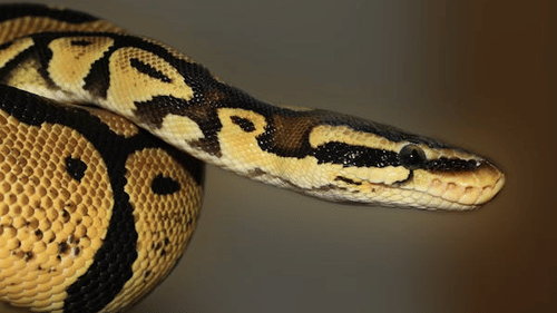 A close-up of a ball python coiled, showing its distinctive pattern.