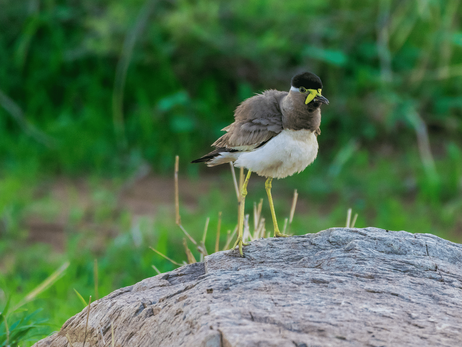 A picture featuring a Yellow-wattled Lapwing standing on a rock, with the plants in the background