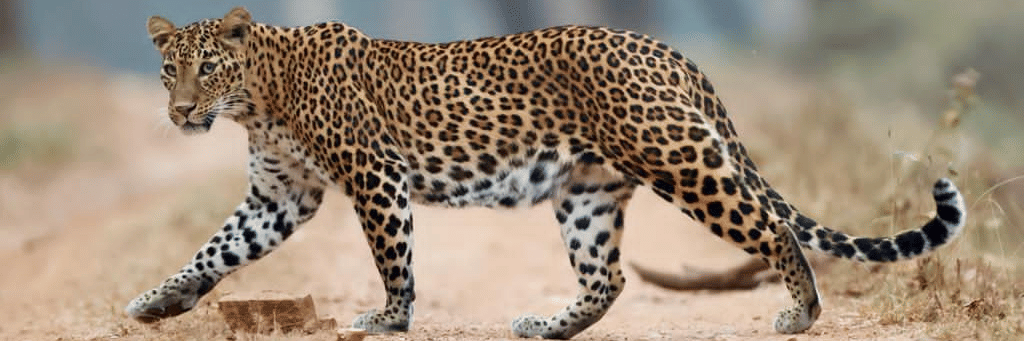 Leopard in Nagarahole National Park