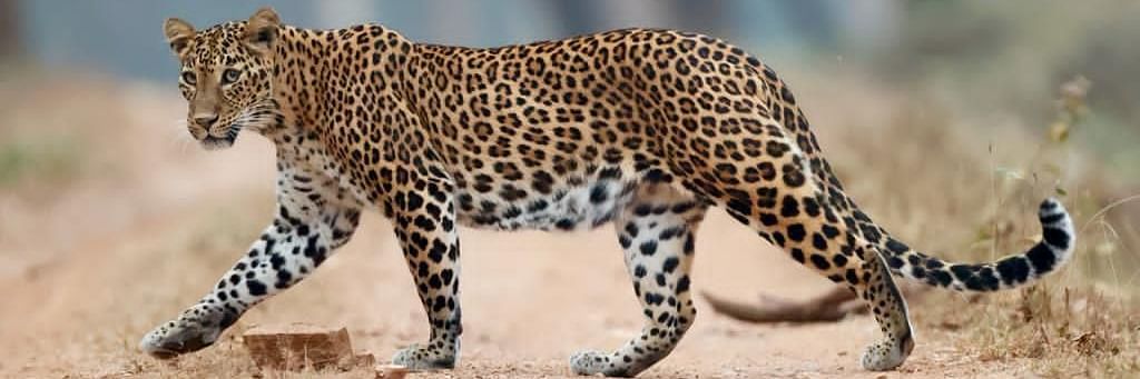 leopard