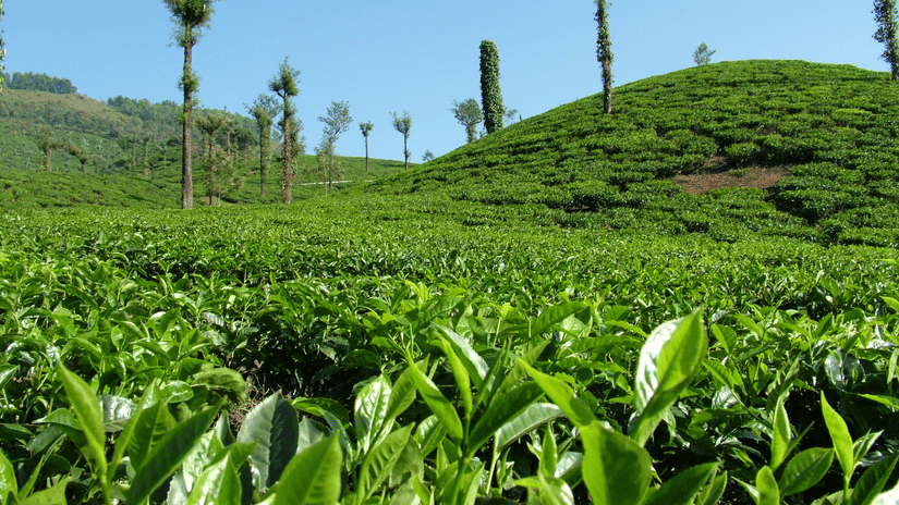 tea-estate