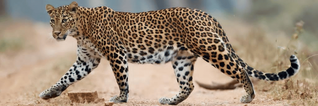 Leopard in Nagarahole National Park