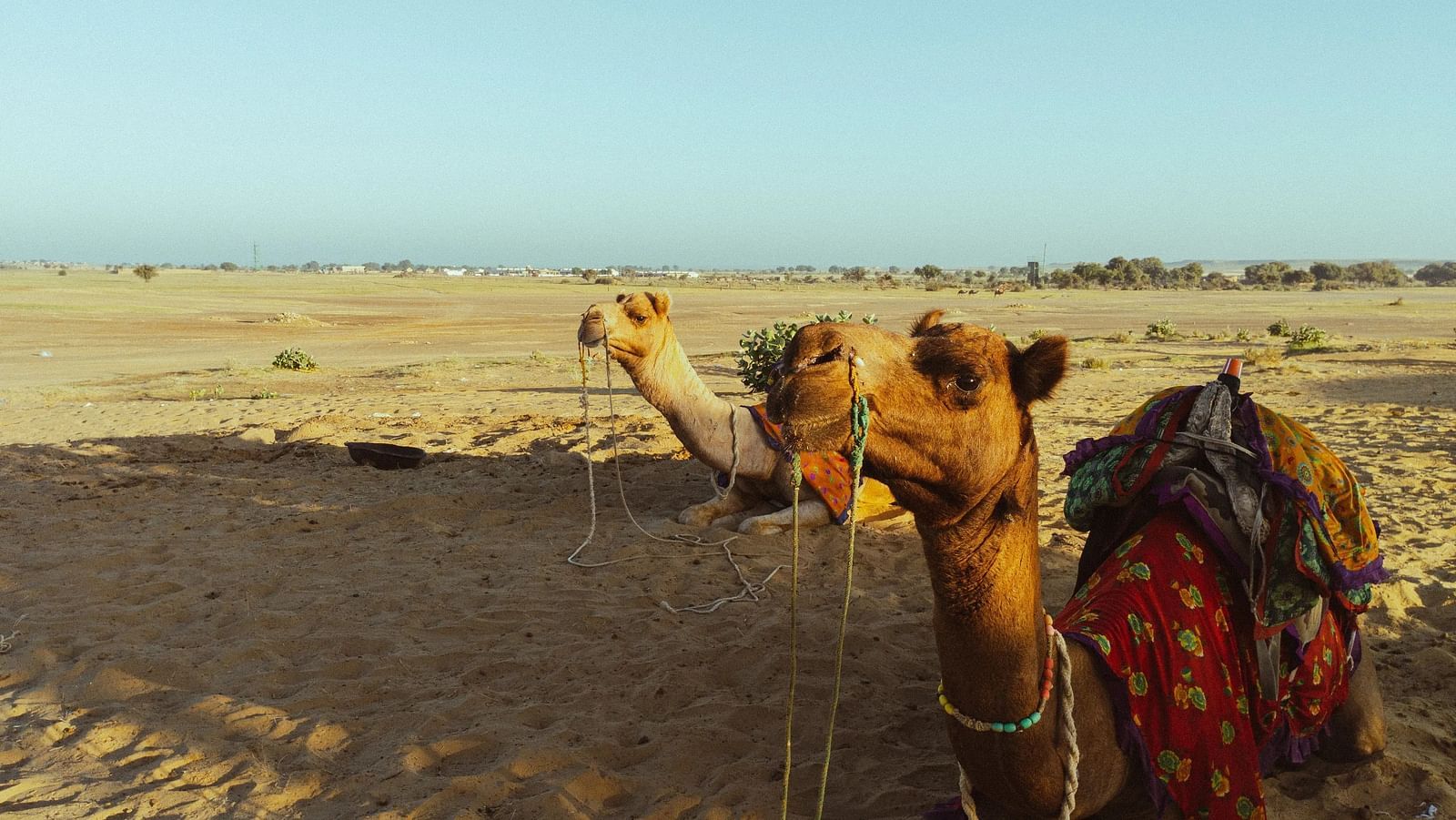 camel stands in a vast, dry landscape. It wears a patterned cloth on its back. 