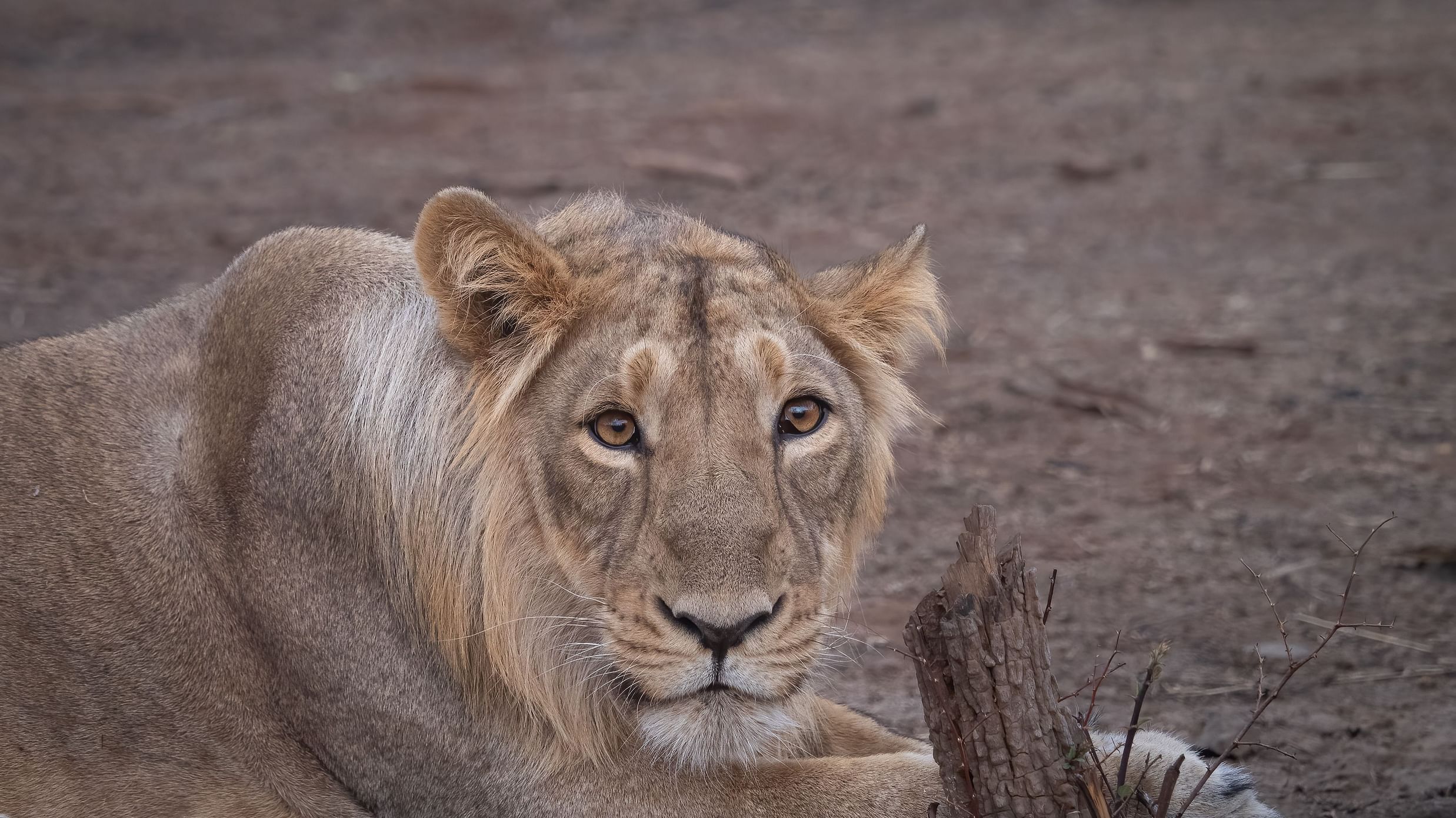 Rantanguna pride's impressive young male