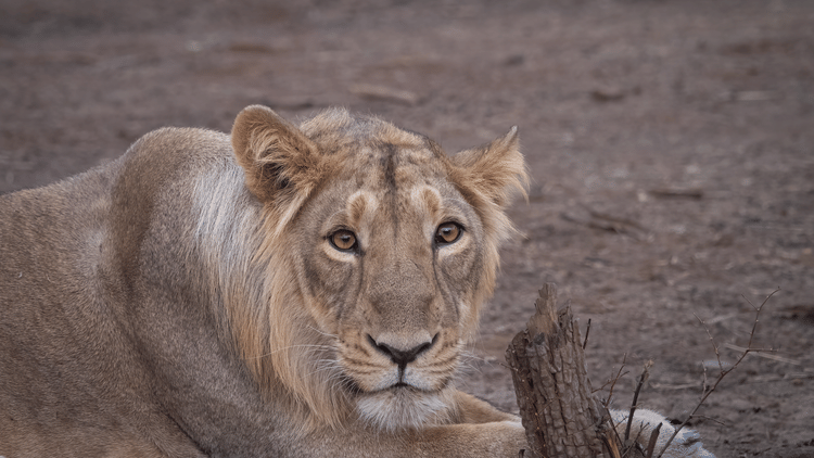 Rantanguna pride's impressive young male