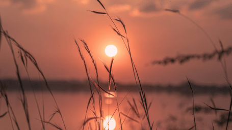 Sun setting over a tranquil lake, seen through silhouettes of tall grass with a soft orange reflection