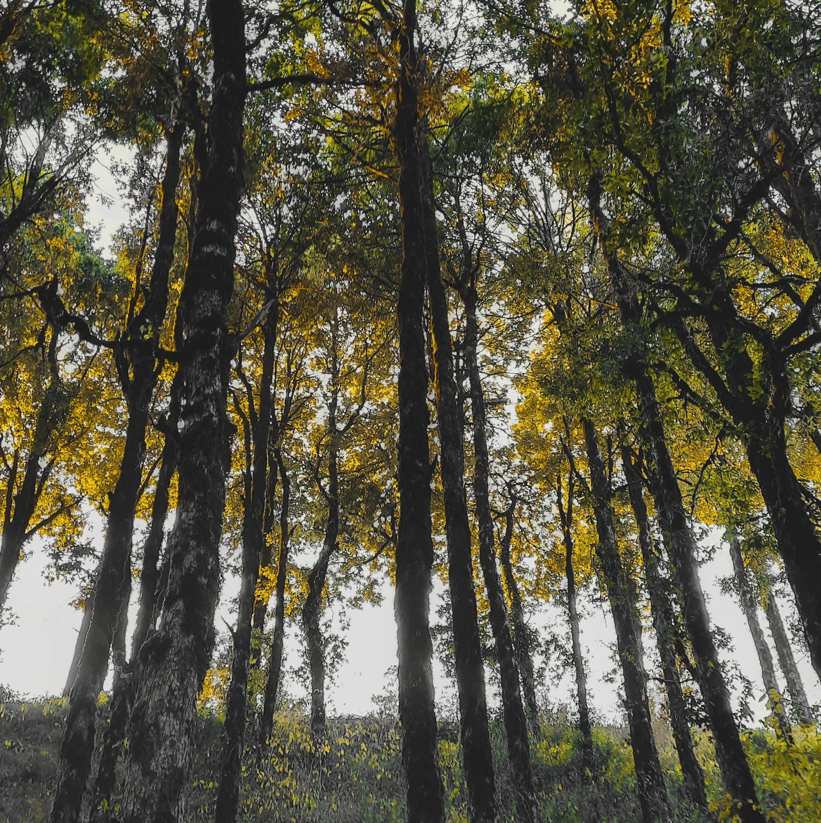Tall trees in a forest with bright sunlit leaves covering the sky view above