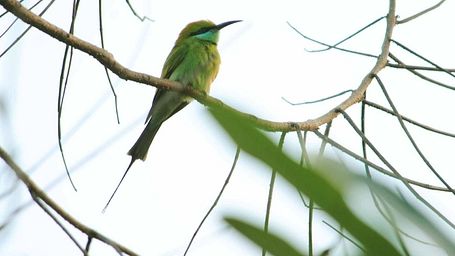 Close-up of a bird perched on a branch in the greenery around Karma Chalets.