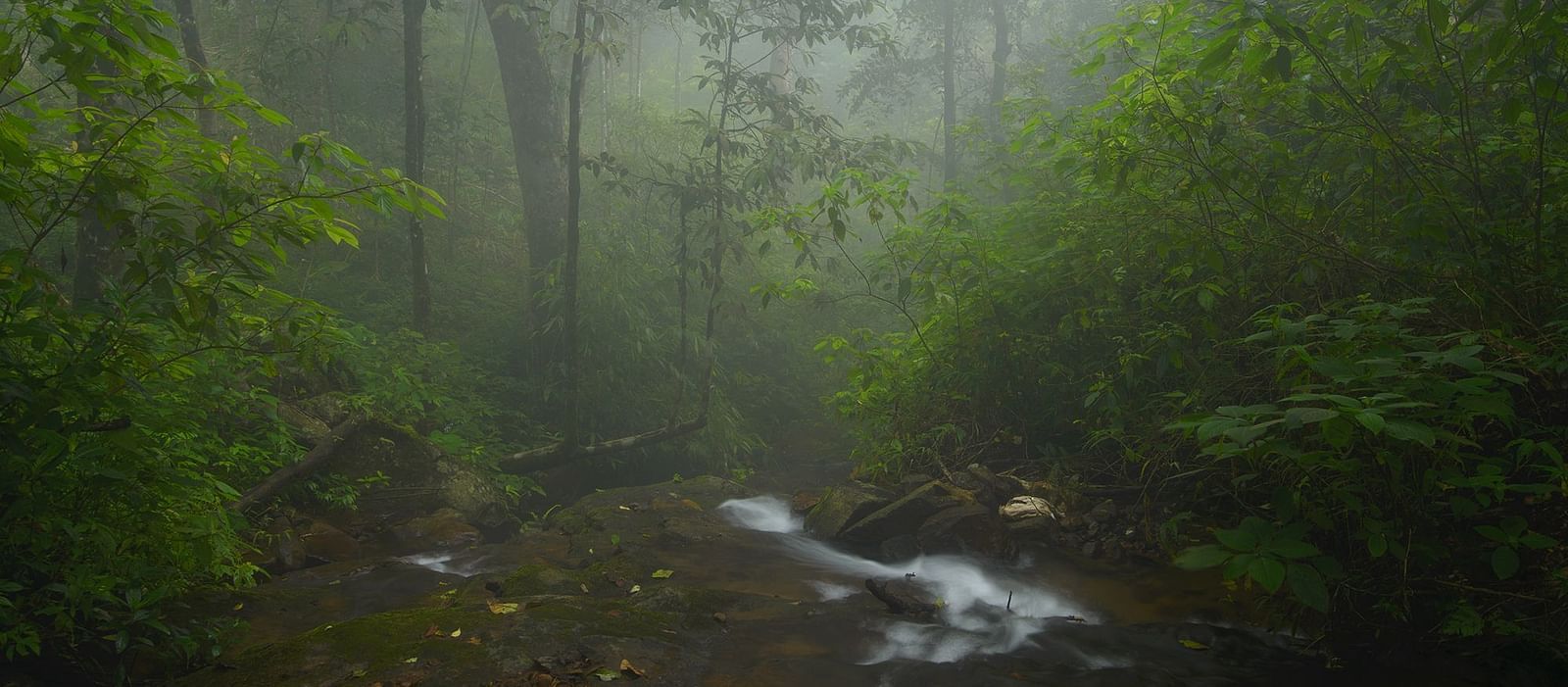 Kodagu Stream by Santosh Saligram