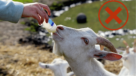 Feeding a goat