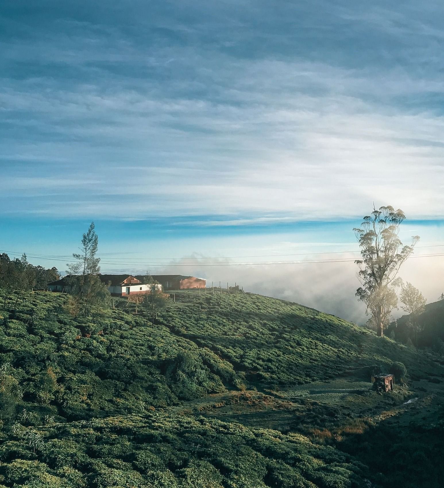 wide view of a tea garden with white clouds in the sky