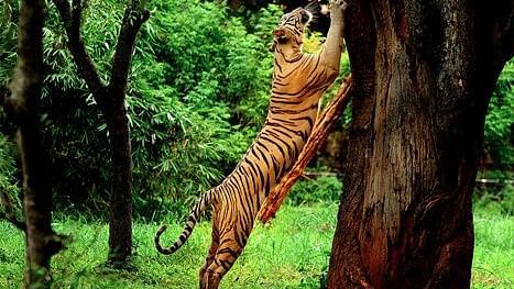 Wildlife-Sanctuary-Wayanad-3