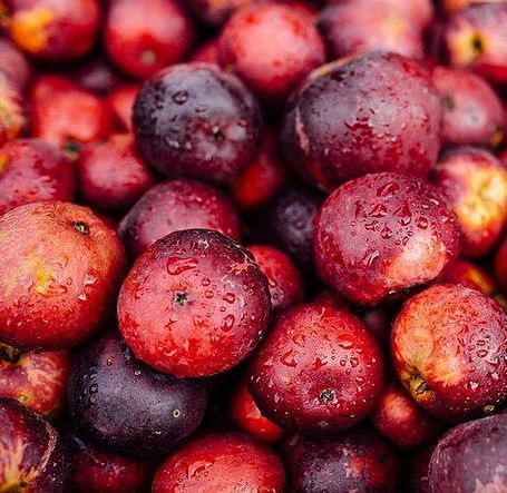A pile of freshly picked cider apples, glistening with moisture and varying in tone from dark to speckled light.