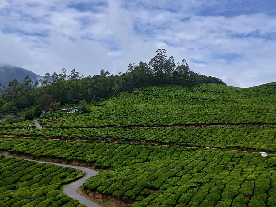 A winding road cuts through vibrant green tea plantations covering rolling hills under a cloudy sky.