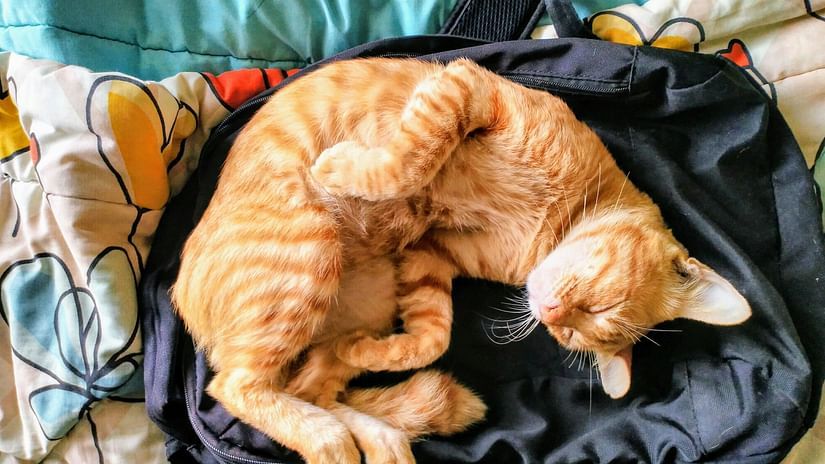 Cat enjoying sleeping as seen from above.