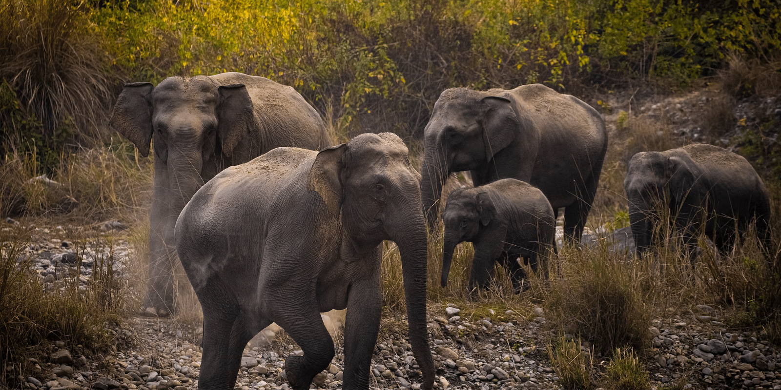 A picture of a group of elephants walking through a forest, captured in the day light.