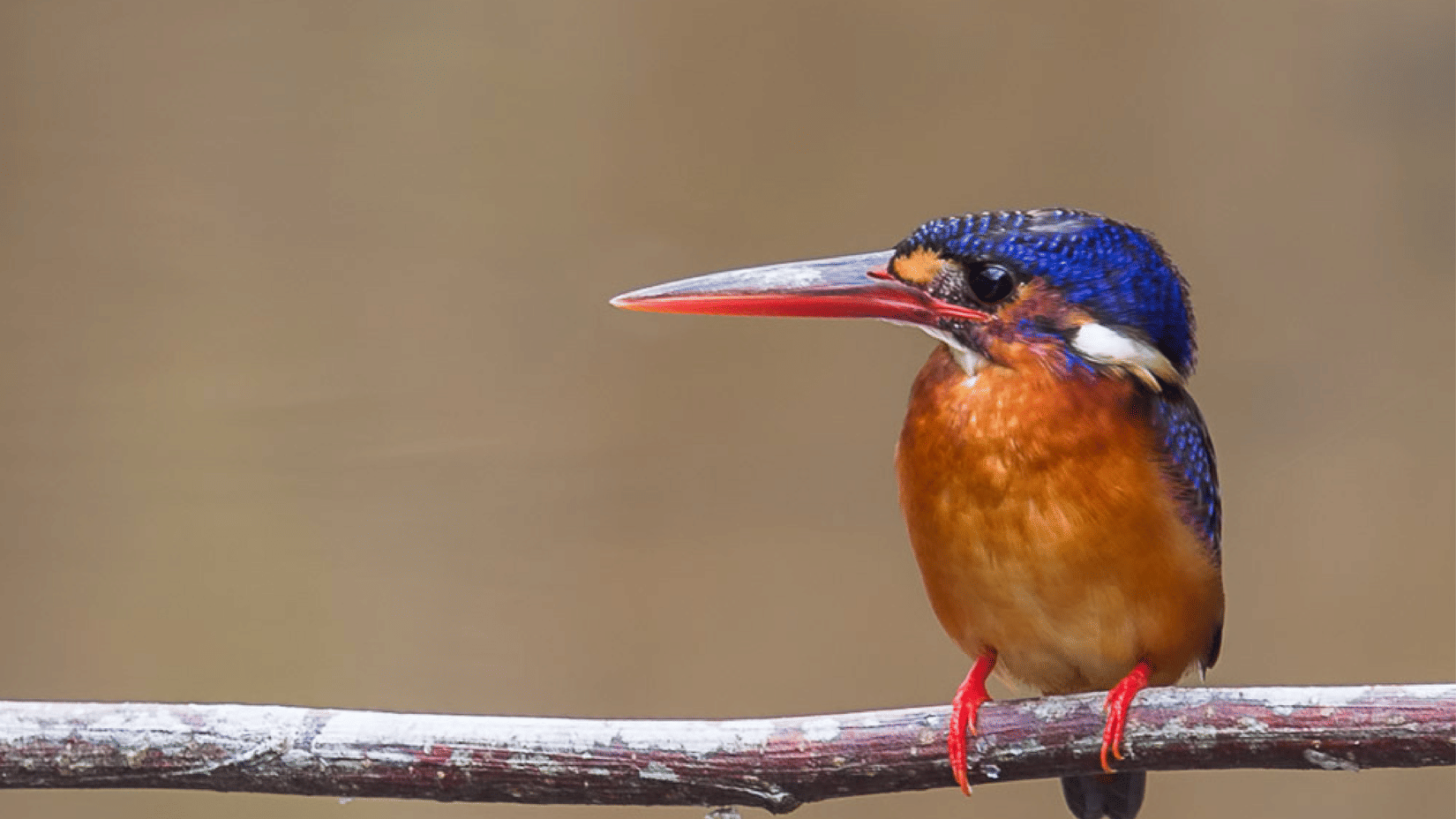 A kingfisher bird sitting on a branch